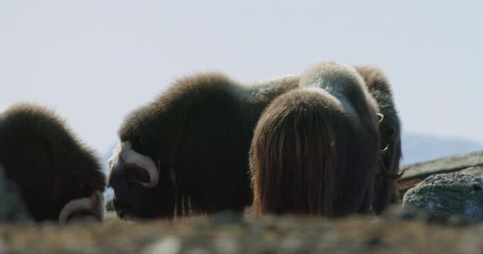 Two Muskoxen Sparring in a Backlit Herd in Dovrefjell, Norway