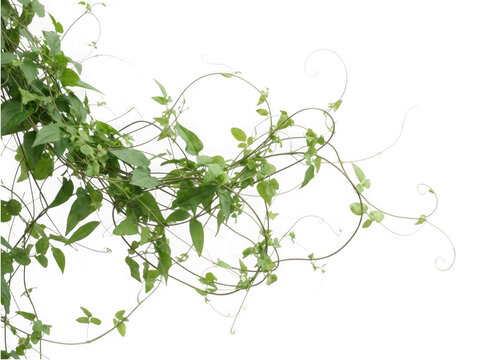 Wild winding vine tendrils isolated on a clean transparent background