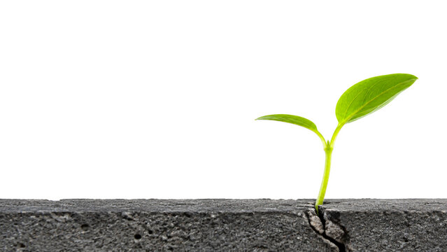 Green Seedling emerging through a narrow crack between rough stones, symbolizing resilience, hope and new life.