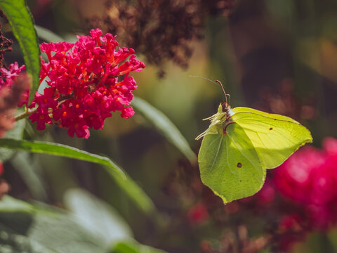 A Brimstone butterfly 'Gonepteryx rhamni' in flight about to land on a red Buddleja flower head