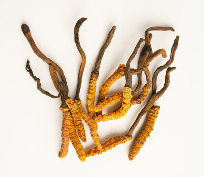 Cordyceps sinensis or Ophiocordyceps sinensis isolated on white background, mushroom herb treatment medicine.