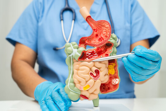 Digestive system with stomach and intestine, Asian doctor holding human anatomy model for study diagnosis and treatment in hospital.