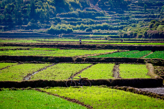 Lush Terraced Rice Fields with Bicycle and Farmers in Morondava Region, Madagascar