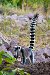 Ring-Tailed Lemur with Iconic Striped Tail on Rocky Ground, Tsaranoro, Madagascar © Dominic Meijers