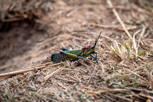 Colorful Painted Locust on Dry Ground in Tsaranoro, Madagascar