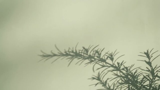 Gentle shadow of pine branch casting delicate silhouette on subtle light green background