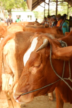 calf tied up at outdoor traditional animal trade market