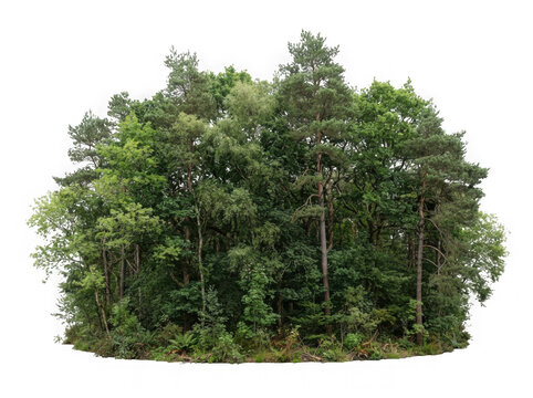 Dense cluster of forest trees isolated on transparent background cutout