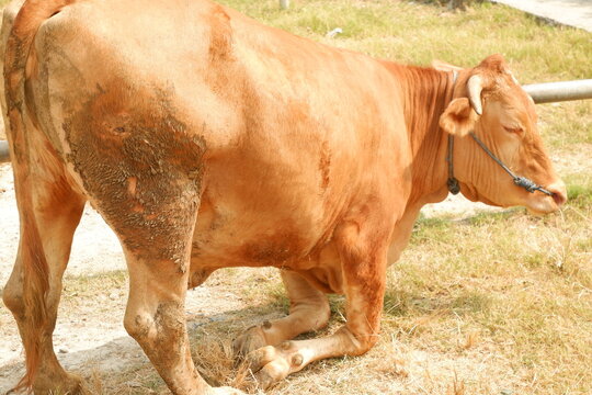 Brown cows for sale at traditional livestock market