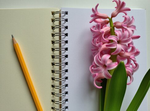Pink hyacinth flower next to open spiral notepad and yellow pencil on white surface. Planning notes writing, floral inspiration, and fresh bloom create a serene mood for creativity.