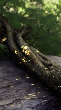 Sunlight filters through lush green leaves, creating a warm glow on a textured log. The forest breathes quietly, inviting exploration and a sense of wonder.