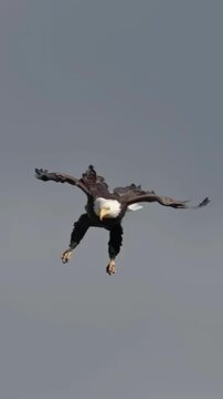 Bald Eagle Flying and Landing on Coastal Shore with Open Wings Near Another Eagle