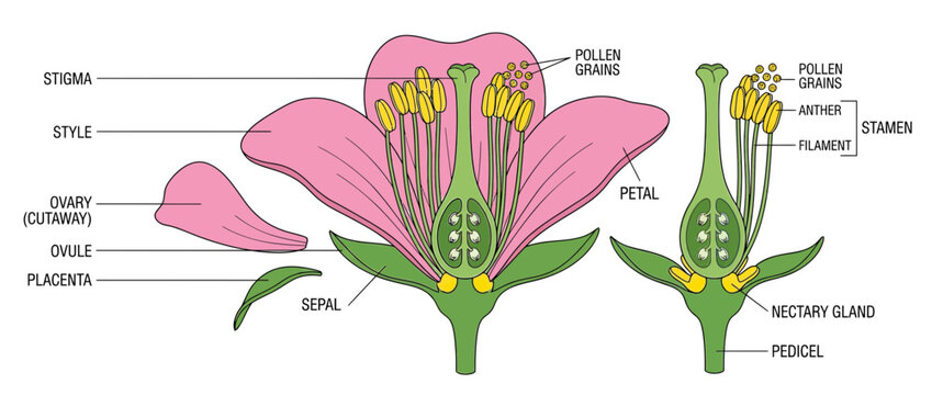 Diagram of Flower Anatomy with Labels