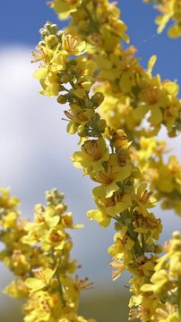 Bright yellow great mullein flowers, a common wildflower, gently blowing in a light breeze against a vibrant blue sky with soft white clouds, symbolizing the serenity of a sunny summer day