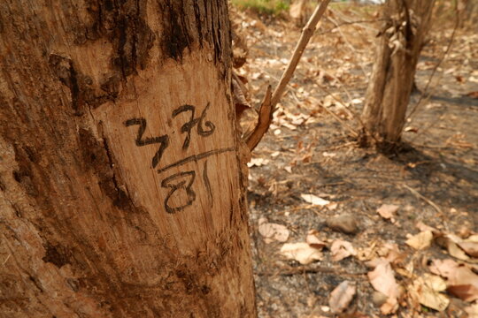 tree stump in the woods