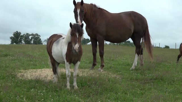 Pinto Pony and Horses Grazing Together in Green Pasture on Overcast Day
