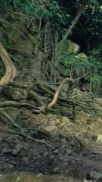 A backdrop of vibrant greenery showcases thick roots extending from the earth. Sunlight filters through the leaves, creating a tranquil atmosphere along a coastal path.