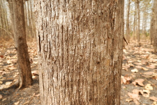 tree trunk in the forest