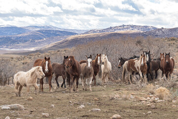 Obraz premium Wild mustangs gather on a vast mountain landscape