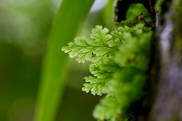 Fototapeta premium Delicate green fern fronds in a lush forest