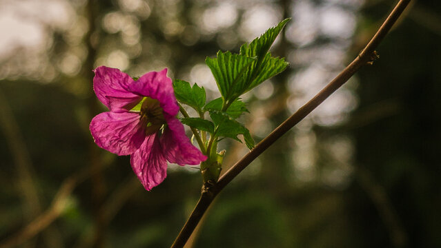 A single pink salmonberry flower blooms wildly