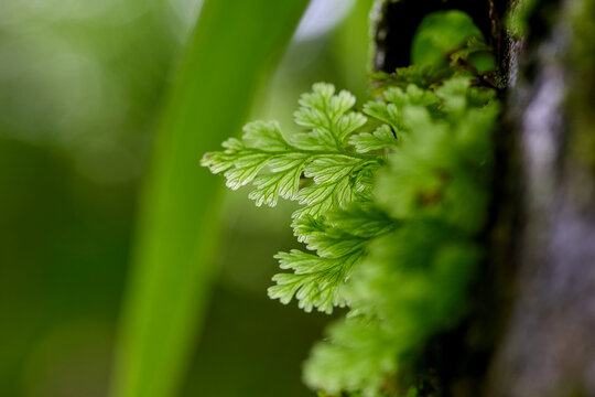 Delicate green fern fronds in a lush forest