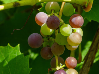 Naklejka premium fresh ripening grapes bunch growing on vine in sunny vineyard