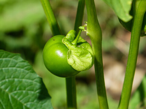 unripe green tomatillo fruit growing on plant branch in garden