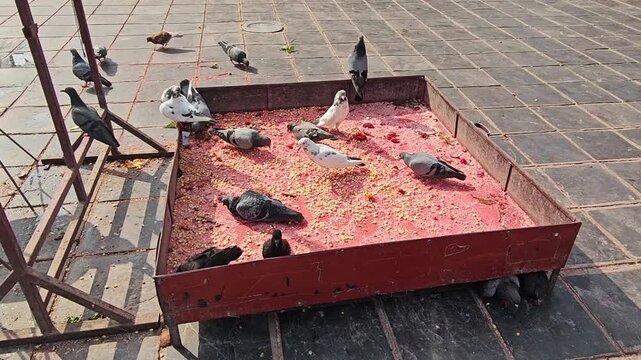 Pigeons gather and feed on grains in the courtyard of Mankamana Temple, capturing everyday temple life and the peaceful atmosphere of this important Hindu pilgrimage site in Nepal.