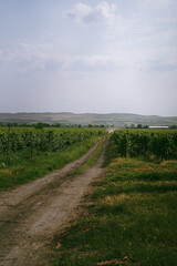 Naklejka premium Dirt road winding through lush green vineyard