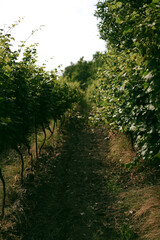 Naklejka premium Lush green grapevine rows in a sunlit vineyard
