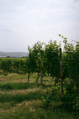 Naklejka premium Lush green grapevines growing in a rural vineyard