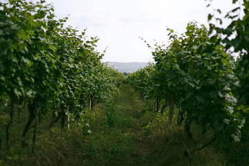 Naklejka premium Looking down a path between rows of grapevines