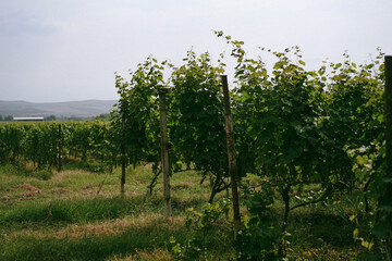 Naklejka premium Rows of grapevines in a countryside vineyard