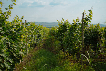 Naklejka premium Sunlit grapevines growing in a countryside vineyard