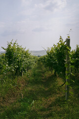 Naklejka premium Path leading through lush green rows in a vineyard