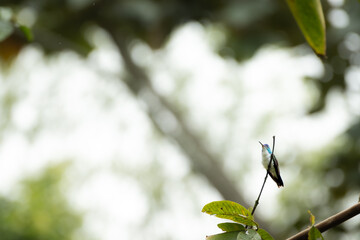 Fototapeta premium White necked jacobin hummingbird perches on a branch
