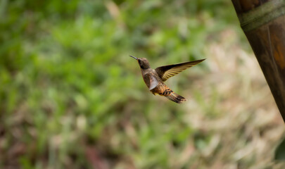 Fototapeta premium A small brown hummingbird hovers in mid air