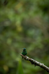 Fototapeta premium Small emerald green hummingbird perches on a branch