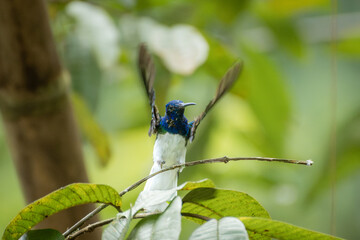 Fototapeta premium White necked jacobin hummingbird flaps its wings