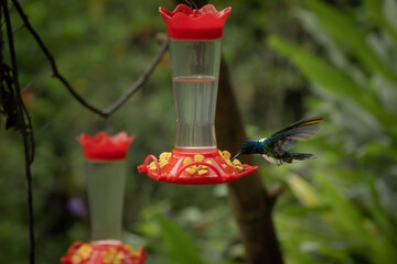 Fototapeta premium White necked jacobin hummingbird at red feeder