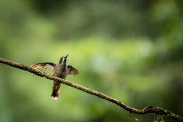 Fototapeta premium A brown violetear hummingbird spreads its wings