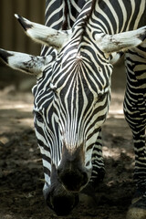 Naklejka premium Close up portrait of two zebras standing together