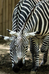 Naklejka premium Close up of two zebras grazing together
