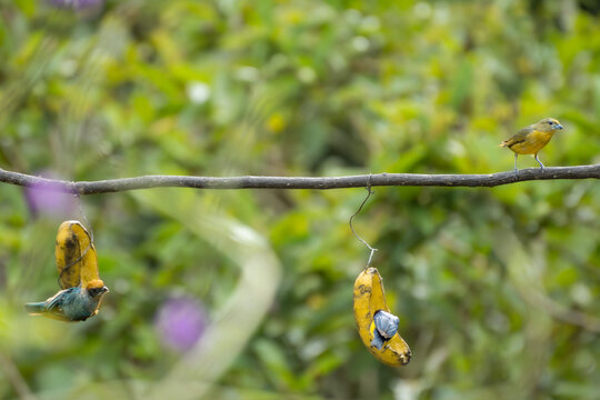 Two colorful tanagers feed on hanging bananas