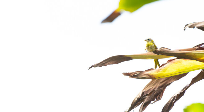 Tiny yellow bird perches on a dried leaf