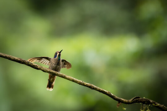 A brown violetear hummingbird spreads its wings