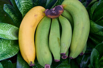 Fototapeta premium Single ripe yellow banana with a green bunch