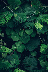 Obraz na płótnie Canvas Close up colorful tropical green leaves background