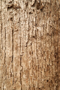 Close-up of natural tree bark texture with rough wood grain pattern